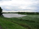 Hurwenen, 8 Augustus 2006
(Zaltbommel) De Kil van Hurwenen.( een van de uiterwaarden van de Waal )
Beschermd natuurgebied wat eigendoms is van Staatsbosbeheer
