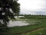 Hurwenen, 8 Augustus 2006
(Zaltbommel) De Kil van Hurwenen.( een van de uiterwaarden van de Waal )
Beschermd natuurgebied wat eigendoms is van Staatsbosbeheer