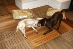 Amsterdam 16 juli 2006
OPening honden spa in het hilton hotel
Quinty trustfull haar  hond  met Sumo