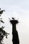 Nigtevecht 1 augustus 2007
Ooievaar