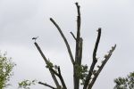 Amsterdam 18 juni 2015
Prinses Marilene en dochter Fee zijn bij het omdoen van de ringen van 3 net geboren ooievaars in het Vondelpark.