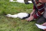 Amsterdam 18 juni 2015
Prinses Marilene en dochter Fee zijn bij het omdoen van de ringen van 3 net geboren ooievaars in het Vondelpark.