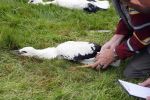 Amsterdam 18 juni 2015
Prinses Marilene en dochter Fee zijn bij het omdoen van de ringen van 3 net geboren ooievaars in het Vondelpark.