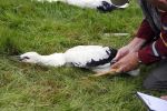 Amsterdam 18 juni 2015
Prinses Marilene en dochter Fee zijn bij het omdoen van de ringen van 3 net geboren ooievaars in het Vondelpark.