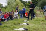 Amsterdam 18 juni 2015
Prinses Marilene en dochter Fee zijn bij het omdoen van de ringen van 3 net geboren ooievaars in het Vondelpark.