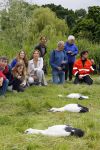 Amsterdam 18 juni 2015
Prinses Marilene en dochter Fee zijn bij het omdoen van de ringen van 3 net geboren ooievaars in het Vondelpark.