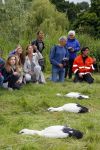 Amsterdam 18 juni 2015
Prinses Marilene en dochter Fee zijn bij het omdoen van de ringen van 3 net geboren ooievaars in het Vondelpark.