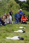 Amsterdam 18 juni 2015
Prinses Marilene en dochter Fee zijn bij het omdoen van de ringen van 3 net geboren ooievaars in het Vondelpark.