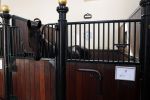 Den Haag 26 juli 2019
Binnenkijken op paleis Noordeinde en bij de koninklijke stallen met Frank en Rogier van het sbs6 programma paleis voor een prikkie. paard Volkert