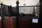 Den Haag 26 juli 2019
Binnenkijken op paleis Noordeinde en bij de koninklijke stallen met Frank en Rogier van het sbs6 programma paleis voor een prikkie. paard Volkert