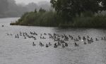 Nigtevecht 9 juli 2020
Allemaal donkere vogels op de vecht met daartussen 1 witte eend.
