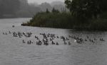 Nigtevecht 9 juli 2020
Allemaal donkere vogels op de vecht met daartussen 1 witte eend.