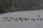 Nigtevecht 9 juli 2020
Allemaal donkere vogels op de vecht met daartussen 1 witte eend.