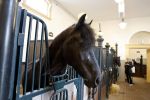 Den Haag 21 juli 2022
Binnenkijken bij paleis Noordeinde en de koninklijke stallen.
Paard in koninklijke stallen