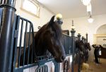 Den Haag 21 juli 2022
Binnenkijken bij paleis Noordeinde en de koninklijke stallen.
Paard in koninklijke stallen