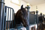 Den Haag 21 juli 2022
Binnenkijken bij paleis Noordeinde en de koninklijke stallen.
Paard in koninklijke stallen