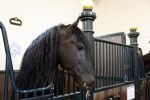 Den Haag 21 juli 2022
Binnenkijken bij paleis Noordeinde en de koninklijke stallen.
Paard in koninklijke stallen