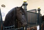 Den Haag 21 juli 2022
Binnenkijken bij paleis Noordeinde en de koninklijke stallen.
Paard in koninklijke stallen