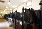 Den Haag 21 juli 2022
Binnenkijken bij paleis Noordeinde en de koninklijke stallen.
Paard in koninklijke stallen