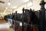 Den Haag 21 juli 2022
Binnenkijken bij paleis Noordeinde en de koninklijke stallen.
Paard in koninklijke stallen