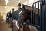 Den Haag 21 juli 2022
Binnenkijken bij paleis Noordeinde en de koninklijke stallen.
Paard Pedro