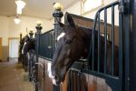 Den Haag 21 juli 2022
Binnenkijken bij paleis Noordeinde en de koninklijke stallen.
Paard Pedro