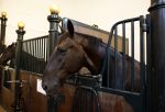 Den Haag 21 juli 2022
Binnenkijken bij paleis Noordeinde en de koninklijke stallen.
Paard Volkert