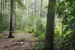Lage Vuursche 28 juli 2023
Palijs Drakensteyn van prinss Beatrix . De poort is geschilderd en in de tuin staan hekken met donkee doeken voor privacy . Bomen met oranje stip (Gekapt?)