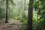Lage Vuursche 28 juli 2023
Palijs Drakensteyn van prinss Beatrix . De poort is geschilderd en in de tuin staan hekken met donkee doeken voor privacy . Bomen met oranje stip (Gekapt?)