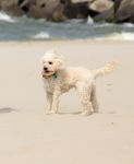 Den haag 30 juni 2023
Fotosessie op het strand Koning Willem Alexander, koningin Maxima en prinses Ariane, Prinses  Amalia en Prinses Alexia poseren tijdens de fotosessie op het strand met hond mambo.