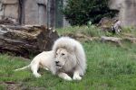 Rhenen 13 juli 2023
Reunie Zoop in oudehands dierenpark. Witte Leeuw
