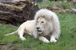 Rhenen 13 juli 2023
Reunie Zoop in oudehands dierenpark. Witte Leeuw