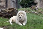 Rhenen 13 juli 2023
Reunie Zoop in oudehands dierenpark. Witte Leeuw