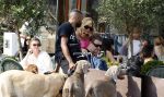 Amsterdam 18 juli 2024
Connie Witteman zit op terras en op dat moment komt de honden fluitseraar voorbij met oa de hond van Connie . Ze ging de hond natuurlijk meteen aaien.