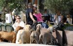 Amsterdam 18 juli 2024
Connie Witteman zit op terras en op dat moment komt de honden fluitseraar voorbij met oa de hond van Connie . Ze ging de hond natuurlijk meteen aaien.