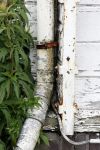 Vinkeveen 29 mei 2025
De plashoeve wordt gesloopt en is al helemaal vervallen.