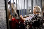 Den Haag 5 juli 2025
Hare Koninklijke Hoogheid Prinses Beatrix der Nederlanden heeft op zaterdagmiddag 5 juli het 60-jarig jubileum van de Stichting Paardrijden voor Gehandicapten (SPG) op de Madurodam Manege in Den Haag bijgewoond.