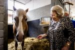 Den Haag 5 juli 2025
Hare Koninklijke Hoogheid Prinses Beatrix der Nederlanden heeft op zaterdagmiddag 5 juli het 60-jarig jubileum van de Stichting Paardrijden voor Gehandicapten (SPG) op de Madurodam Manege in Den Haag bijgewoond.