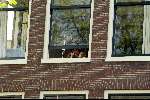 Amsterdam 2 augustus 2003
Gay parade door de amsterdamse grachten.
Hanneke Groenteman