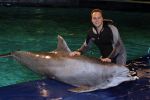 Harderwijk 30 november 2011
Frans Bauer aan het trainen voor show met dolfijnen in het dolfinarium. Zijn vader en zoon Christiaan zijn erbij.
Peter Smulders bv