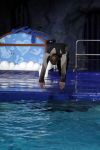 Harderwijk 30 november 2011
Frans Bauer aan het trainen voor show met dolfijnen in het dolfinarium. Zijn vader en zoon Christiaan zijn erbij.
Peter Smulders bv