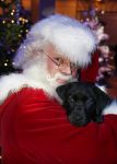 Hilversum 7 december 2012
Sky radio opbouwen Christmas tree (kerstboom) voor goede doelen. kerstman met een labrador
Peter Smulders bv
