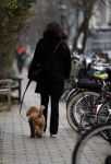 Amsterdam 9 december 2016
Robine v d Meer met hond op straat in Amsterdam zuid