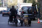 Amsterdam 10 november 2020
Honden uitlaatservice in Amsterdam zuid.