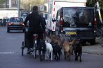 Amsterdam 10 november 2020
Honden uitlaatservice in Amsterdam zuid.