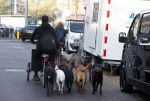 Amsterdam 10 november 2020
Honden uitlaatservice in Amsterdam zuid.