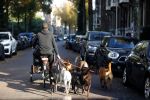 Amsterdam 10 november 2020
Honden uitlaatservice in Amsterdam zuid.