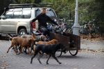 Amsterdam 10 november 2020
Honden uitlaatservice in Amsterdam zuid.