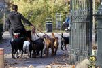 Amsterdam 10 november 2020
Honden uitlaatservice in Amsterdam zuid.
