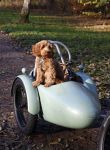 Amsterdam 12 december 2022
Robert Doornbos met zijn hond Simba op de electrische fiets van het merk Heritage Bike